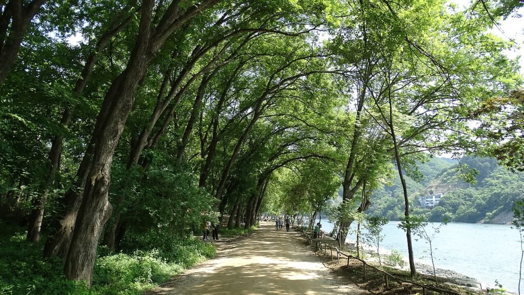 The tree-lined landscape of Nami Island (Namiseom) near Chuncheon
