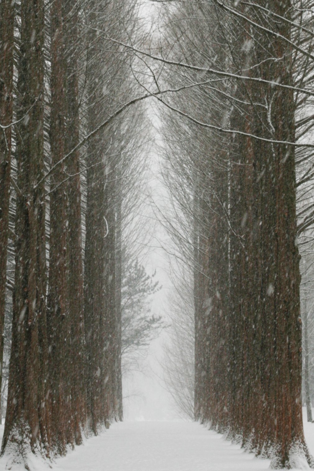 Snow-covered tree lane on Nami Island, the setting of Winter Sonata