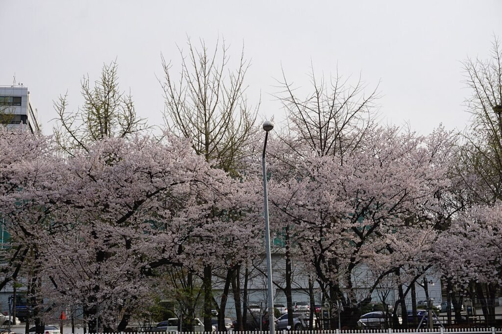 Cherry blossoms in full bloom along a path on Namsan Mountain in Seoul