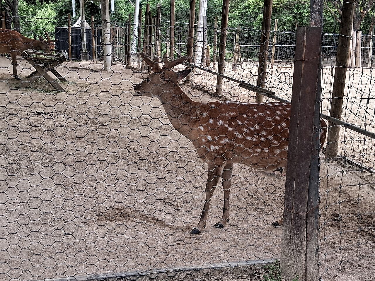 Sika deer in the deer enclosure at Seoul Forest park