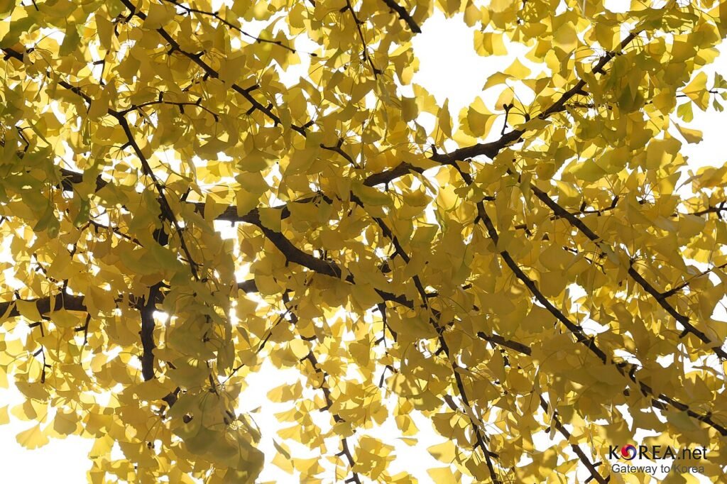 Golden ginkgo leaves in autumn, a signature Korean seasonal sight