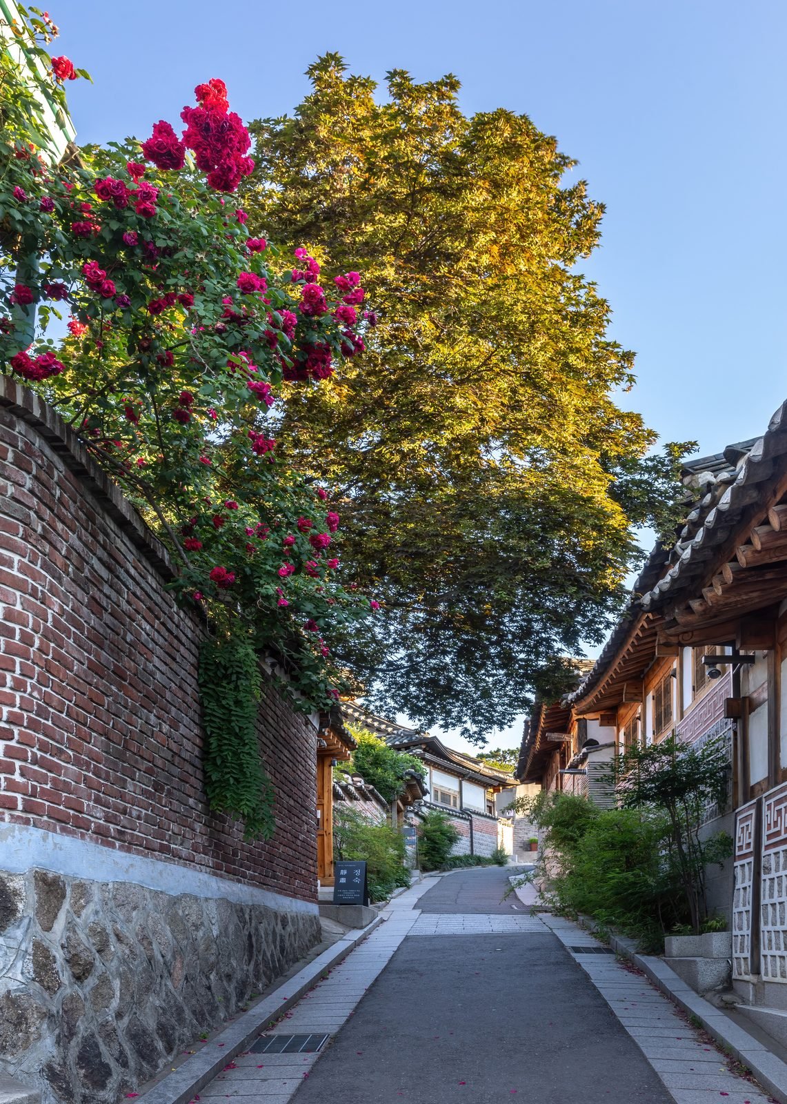 Flower-lined alley between hanok houses in Bukchon Hanok Village
